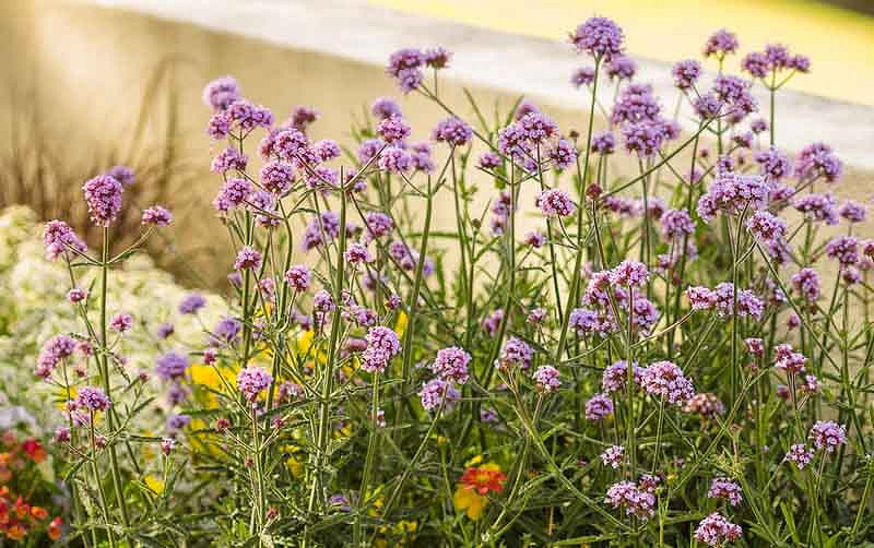 Verbena bonariensis 'Meteor Shower'